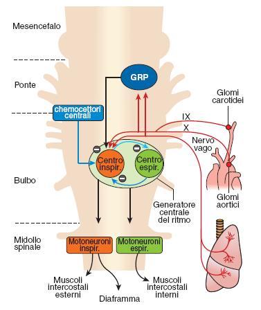 Attività dei centri respiratori è modificata da afferenze provenienti da: Chemocettori sensibili a ph o PCO2 del sangue e del liquido cerebrospinale Variazione pressione a livello dei seni aortici e