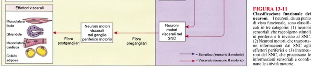 liscia e cardiaca, ghiandole