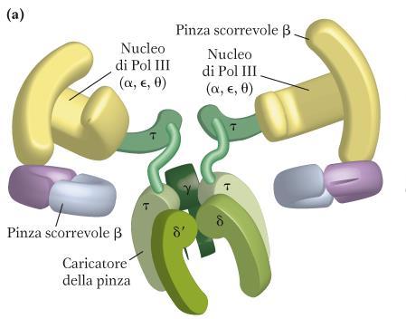 DNA POLIMERASI III SUBUNITA β PINZA Nelson & Cox I principi di Biochimica di Lehninger-