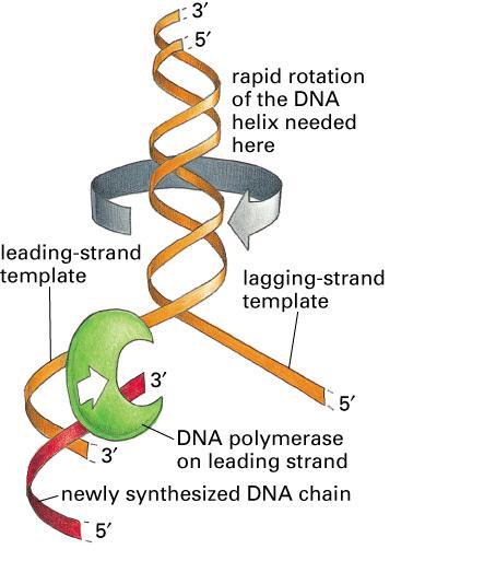 La DNA topoisomerasi impedisce l aggrovigliamento durante la replicazione Elicasi e