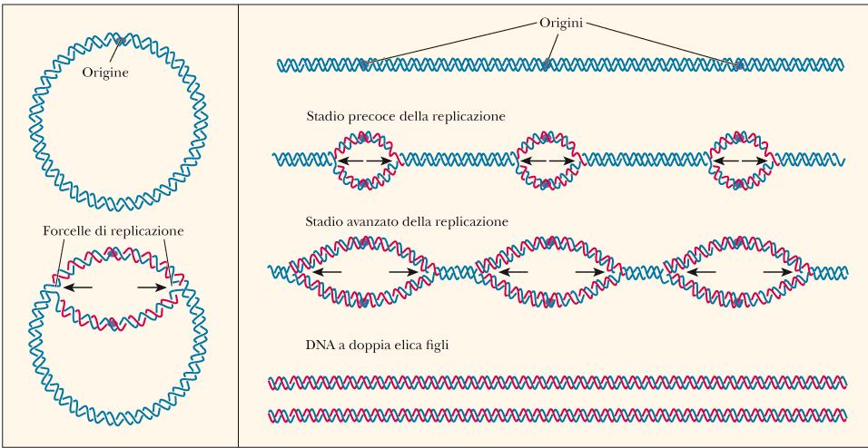 Replicazione del DNA :