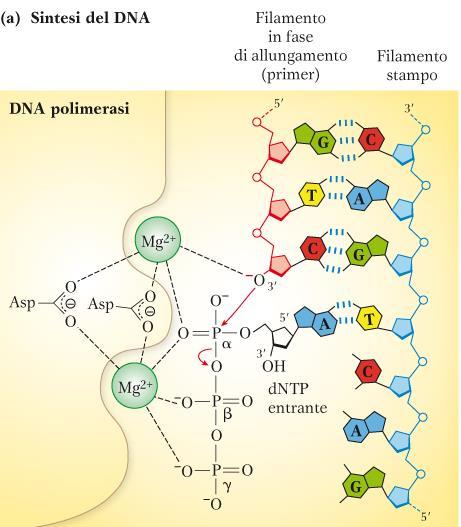 MECCANISMO D AZIONE DELLA DNA POLIMERASI Nelson & Cox