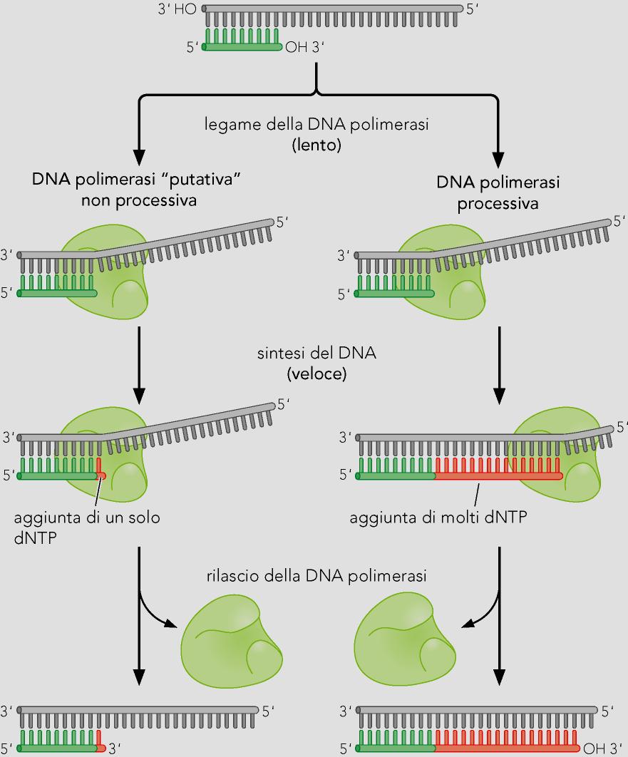 Processivita della DNA Polimerasi N. di nucleotidi polimerizzati sequenzialmente (fino a 500000, PolIII).