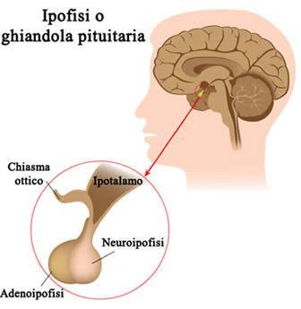 IPOFISI Conosciuta come ghiandola pituitaria: è stata considerata la struttura endocrina primaria, perché secerne diversi ormoni che