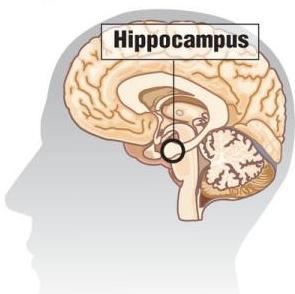 SONNO E MEMORIA La nostra memoria viene consolidata durante il sonno L ippocampo è una parte del
