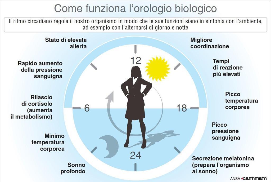 OROLOGIO BIOLOGICO Meccanismo che permette all