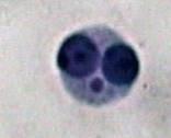 Test dei Micronuclei Il test dei Micronuclei in linfociti umani mette in evidenza sostanze che inducono la rottura (sostanze clastogene) e/o la perdita (sostanze aneugeniche) di cromosomi, portando