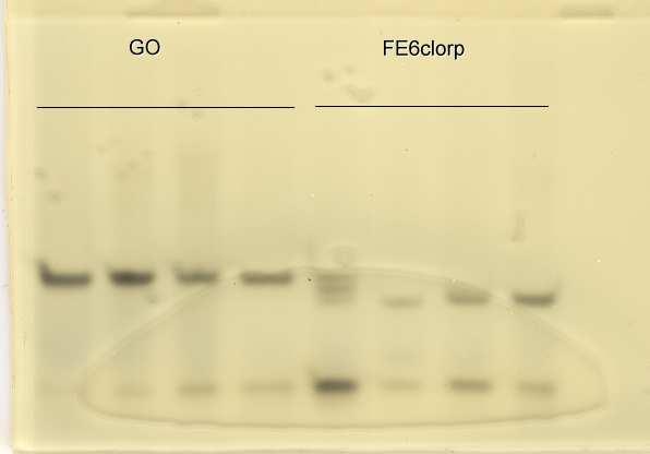 Dopo l esposizione all insetticida la popolazione selezionata (FE6clorp) appare più omogenea, con un profilo isoenzimatico EST, prevalente (C).