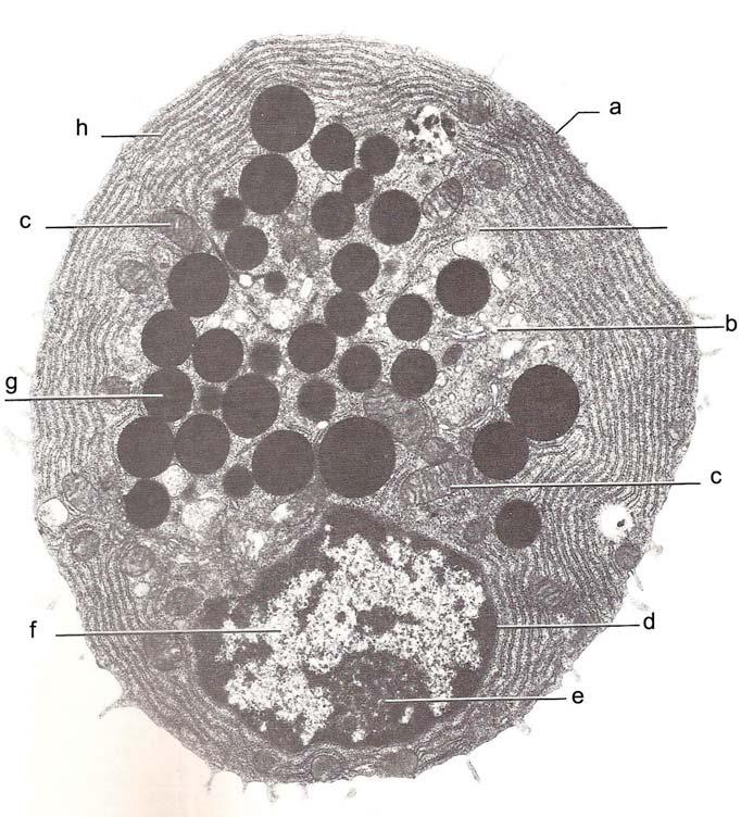 3) [14 punti] Ecco una cellula di stomaco umano osservata al microscopio : Come si chiamano i vari organelli evidenziati sulla figura?