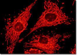 Per evidenziare gli organelli anche con i microscopi ottici posso pero usare dei coloranti fluorescenti che si leghino in modo