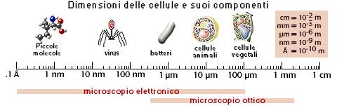 La Biologia è un campo ricco di immagini.