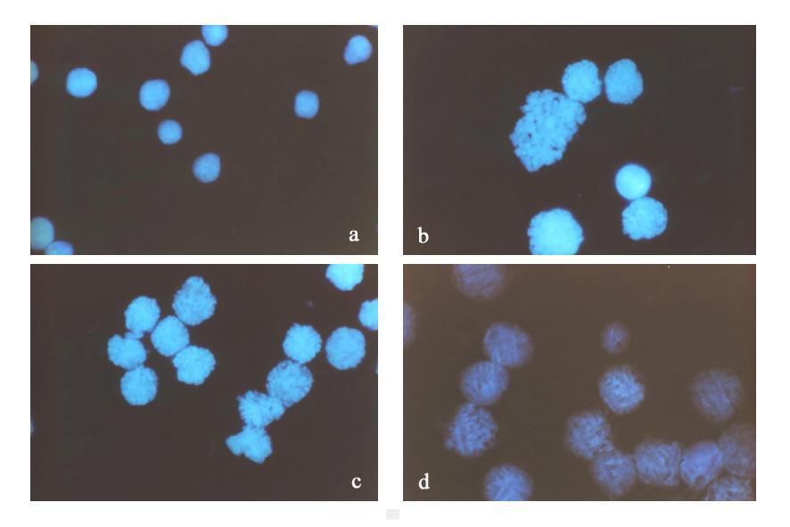 Nuclei di HL60 colorati