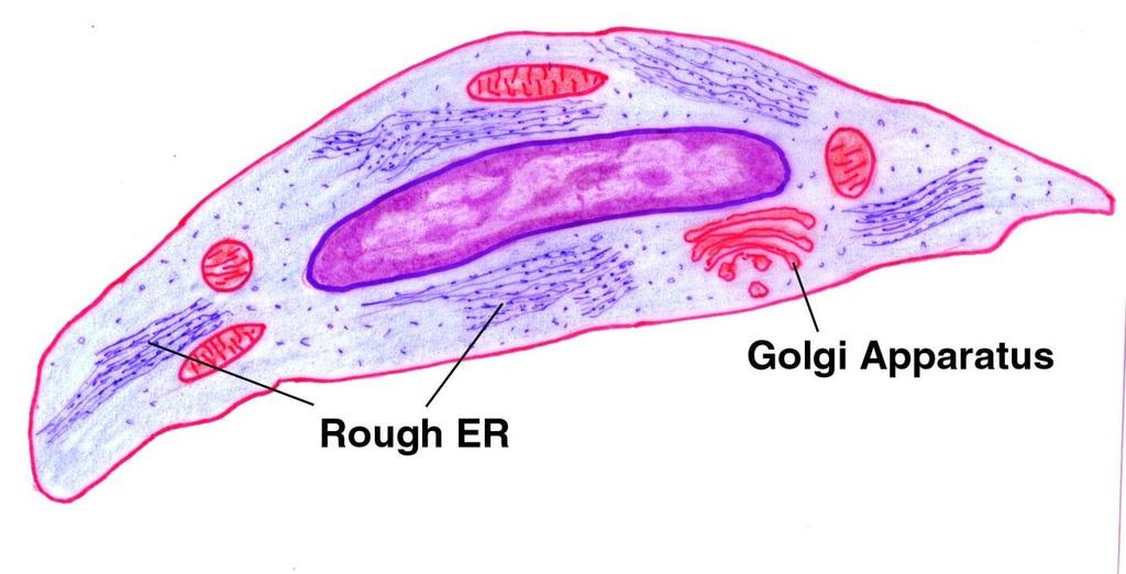 Le cellule Mitocondri