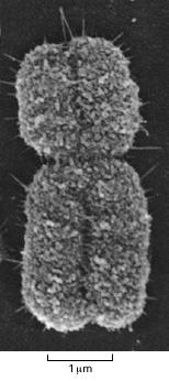 Meiosi: la divisione si realizza in una singola replicazione seguita da due divisioni cellulari successive originando 4 cellule aploidi MEIOSI PROFASE I Fase molto lunga, nella femmina dell uomo gli