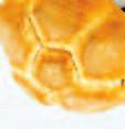 7 farina Golden Bakery Farina di grano tenero tipo 00 ad alto contenuto proteico ottenuto dalla macinazione e abburattamento