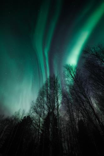 Rientro al vostro alloggio con possibilità di continuare la serata con una sessione di osservazione dell aurora boreale, qualora le condizioni lo permettano. [GIORNO 6] ARRIVEDERCI LAPPONIA!