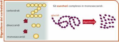 La digestione in sintesi Nella bocca