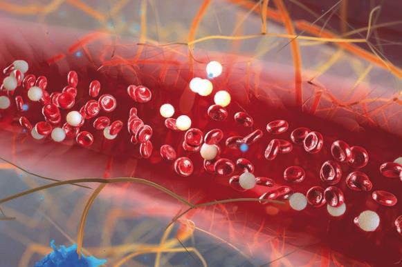 Assorbimento e assimilazione L assimilazione è il processo che avviene all interno delle cellule e consente di riutilizzare le sostanze