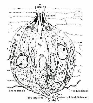 Struttura tipica di un bottone gustativo di mammifero diversi tipi di cellule recettoriali, cellule basali e