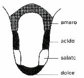 Zone del gusto Bottoni gustativi sono largamente diffusi nell'epitelio della lingua particolarmente nella sua porzione dorsale per lo più localizzati nelle papille, strutture