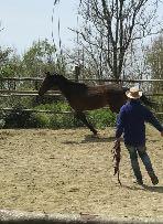 Il cavallo essendo lo specchio del nostro corpo e delle nostre paure consce e inconsce, saremo in grado di osservare in