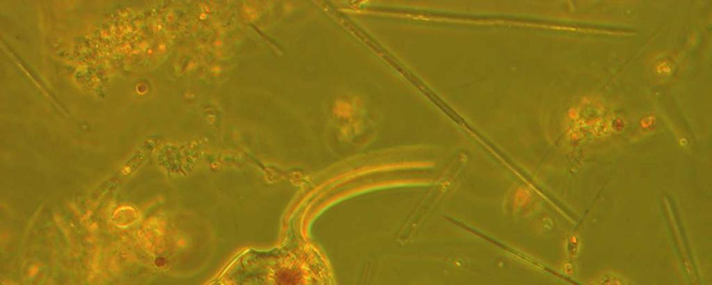 Considerazioni Generali Le caratteristiche della colonna d acqua non hanno presentato eccezioni rispetto alla media del periodo: la stratificazione termica ed alina dei primi metri della colonna d