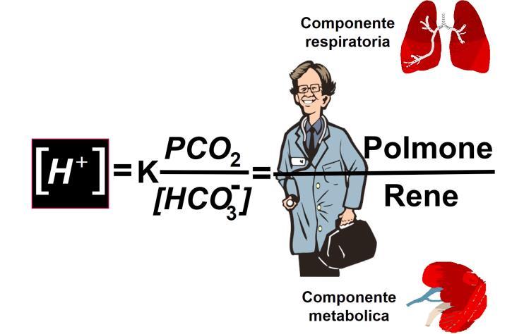 matematiche (tra il 24 della costante K e il 24 dei bicarbonati al denominatore), gli idrogenioni risultano pari a 40 nanoeq/l.