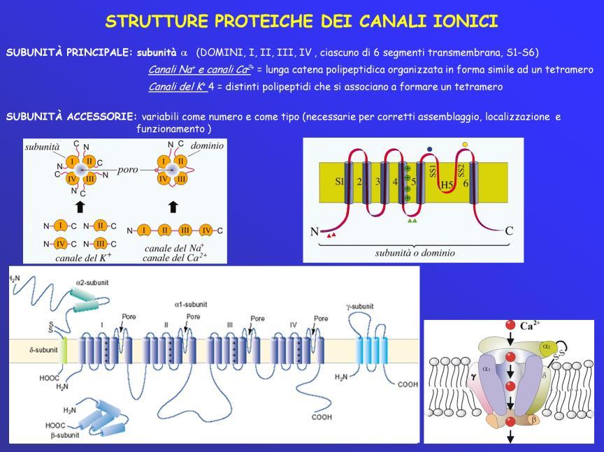 La componente principale del canale è rappresentata da una struttura proteica il cuo peso molecolare si aggira sui 200-250 kda.