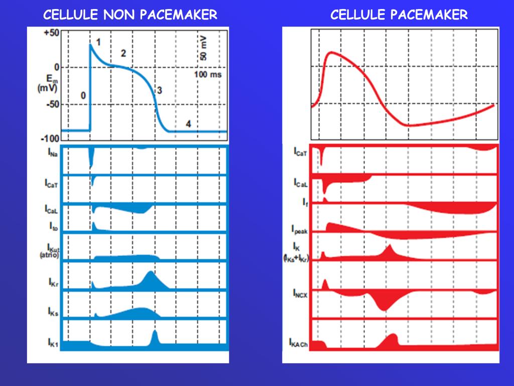 Rispetto alla cellula non pacemaker, le cellule del nodo SA mostrano un profilo di potenziale d azione diverso: Il potenziale di riposo è meno negativo (circa -60 mv) a causa della maggiore