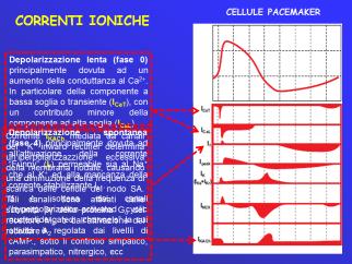 Fase 0: Mentre INa è fortemente espressa nei miociti del sistema di conduzione e nel miocardio di lavoro (sia atriale che ventricolare), essa è poco o nulla espressa nei miociti pacemakers nodali; in