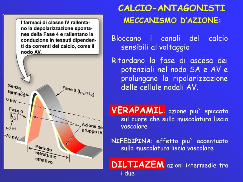 Bloccano i canali del calcio sensibili al voltaggio e causano una riduzione delle correnti lente in ingresso, responsabili della contrazione cardiaca.