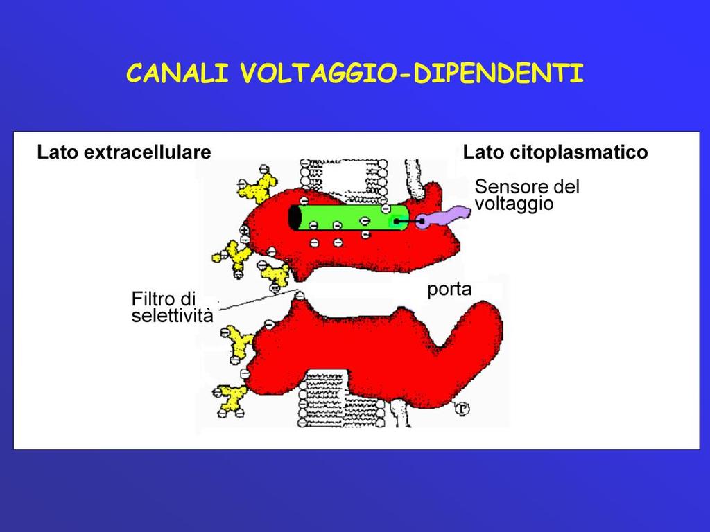 Il canale voltaggio dipendente deve possedere una strurttura transmembranaria in grado di senire il