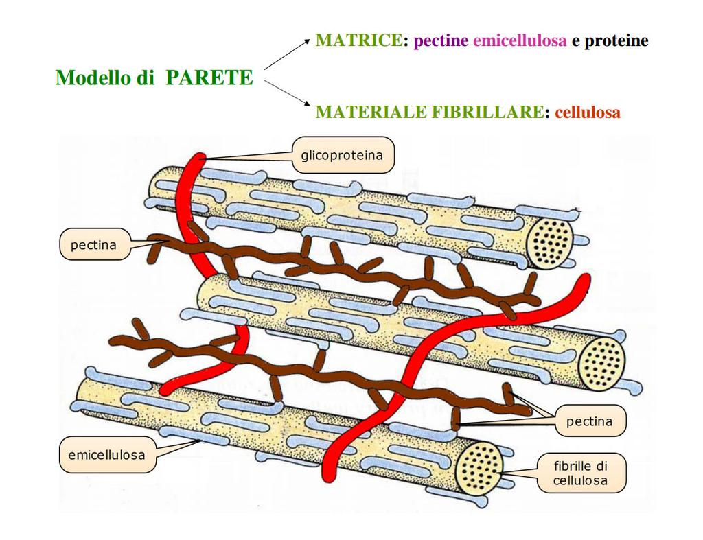 seconda della funzione della cellula nella pianta), 80% matrice (emicellulosa, pectine, proteine).