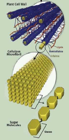 Microfibrilla di cellulosa Ogni catena di cellulosa composta da