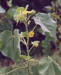 IL CONTROLLO DELLE EMERGENTI NELLA BIETOLA ABUTILON THEOPHRASTI (Cencio molle).