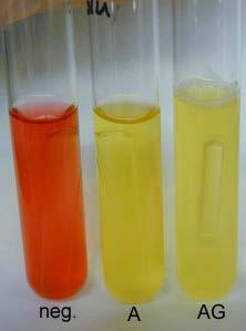 Metabolismo-1 FERMENTAZIONE Batteri che possiedono un metabolismo fermentativo Terreno base+ zucchero 1-0,5%+ indicatore + campanella Indicatore rosso fenolo, giallo