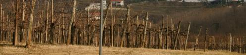 COLLE DUGA, LA FAMIGLIA Le colline di Zegla Nel cuore di Zegla - Comune censuario di Medana, crù Colle Duga - la Famiglia Princic si dedica da generazioni alla coltivazione