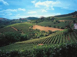 CLASSICI I vini che hanno fatto la notorietà del Piemonte vitivinicolo nel mondo sono dei veri Classici per Bersano che li realizza nelle sue cantine da più di cento anni.