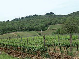 GRANDUCATO In provincia di Siena, nel punto ideale di confluenza tra la zona del Chianti Classico e quella del Chianti DOCG, nasce Granducato, un marchio che da più di mezzo secolo offre vini nobili,