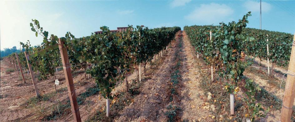 I VIGNETI, L UVA, LA VENDEMMIA. LA VINIFICAZIONE, L AFFINAMENTO.