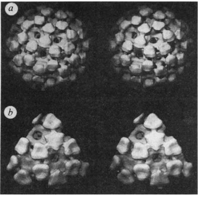 Semliki Forest Virus 1986 3.