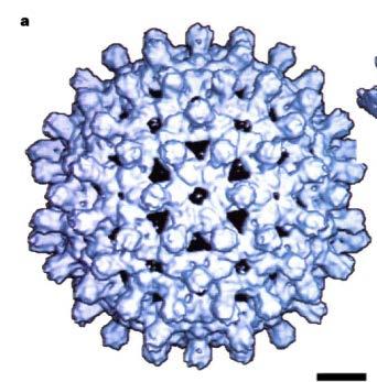Sub-nanometer Resolution Hepatitis B