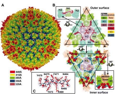 Atomic Resolution Human Adenovirus 5,