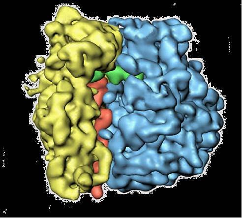 Il progresso della Cryo-TEM di singola particella per la