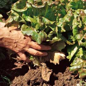 risulta freddo. Aiutate la germinazione nelle aiole seminate per prime (anche sotto tunnel) stendendo sulle aiole un velo di tessuto non tessuto. Eseguite la semina di varietà rampicanti entro giugno.