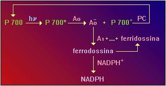 http://www. fotosistema II, genera un riducente così forte da ridurre NADP +, comportandosi da forte riducente e blando ossidante.
