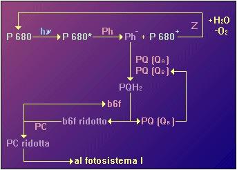 http://www. Ph rappresenta la feofitina. PQ(Q A ) e PQ(Q B ) il plastochinone nei due siti. PQH 2 la forma due volte ridotta del plastochinone.