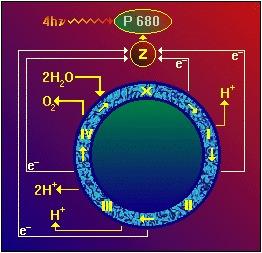 http://www. è un meccanismo ciclico che porta elettroni alle clorofille del fotosistema II.