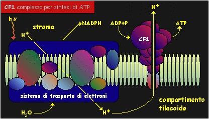 http://www. fotosistemi che operano in serie, riuscendo così a trasferire gli elettroni dall'acqua a NADP + Fotofosforilazione E' un processo che corrisponde alla sintesi di ATP provocata dalla luce.