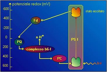 http://www. Esiste una via alternativa alla via Z, per gli elettroni che arrivano dal centro di reazione P700 del fotosistema I, che aumenta la versatilità della fotosintesi.